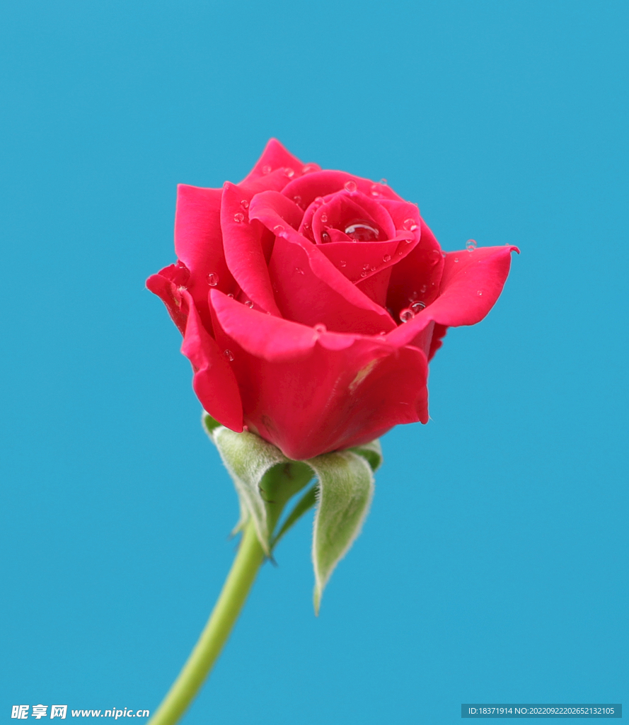 月季花