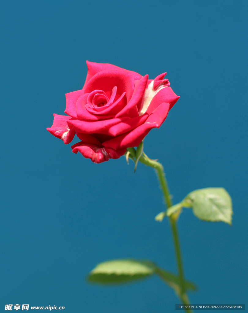 月季花