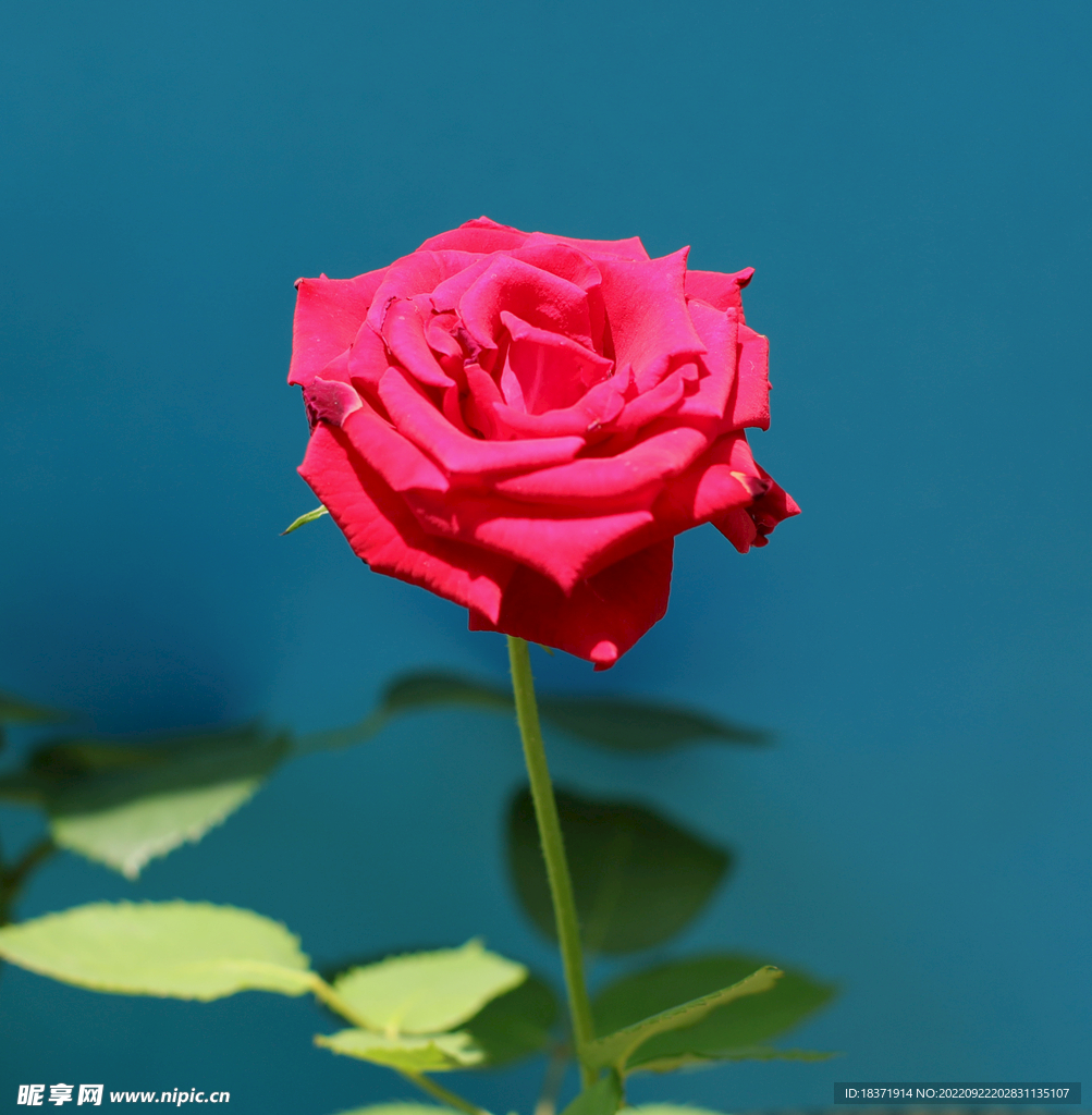 月季花