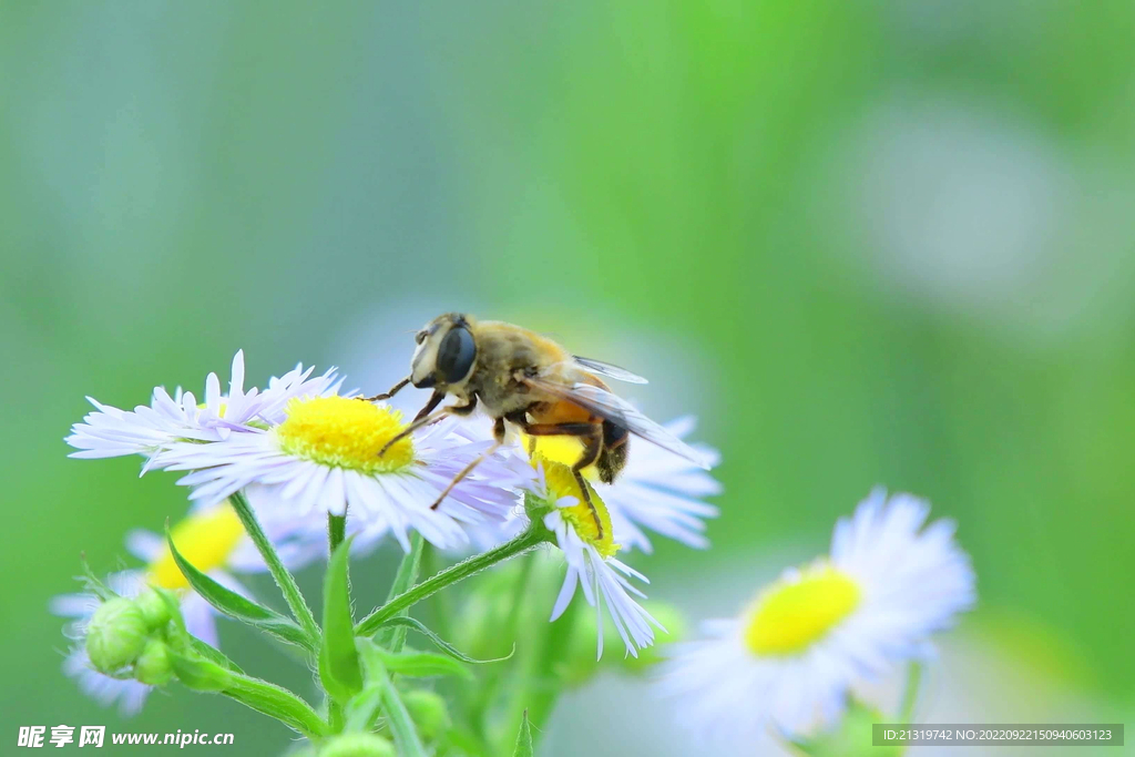 蜜蜂摄影图