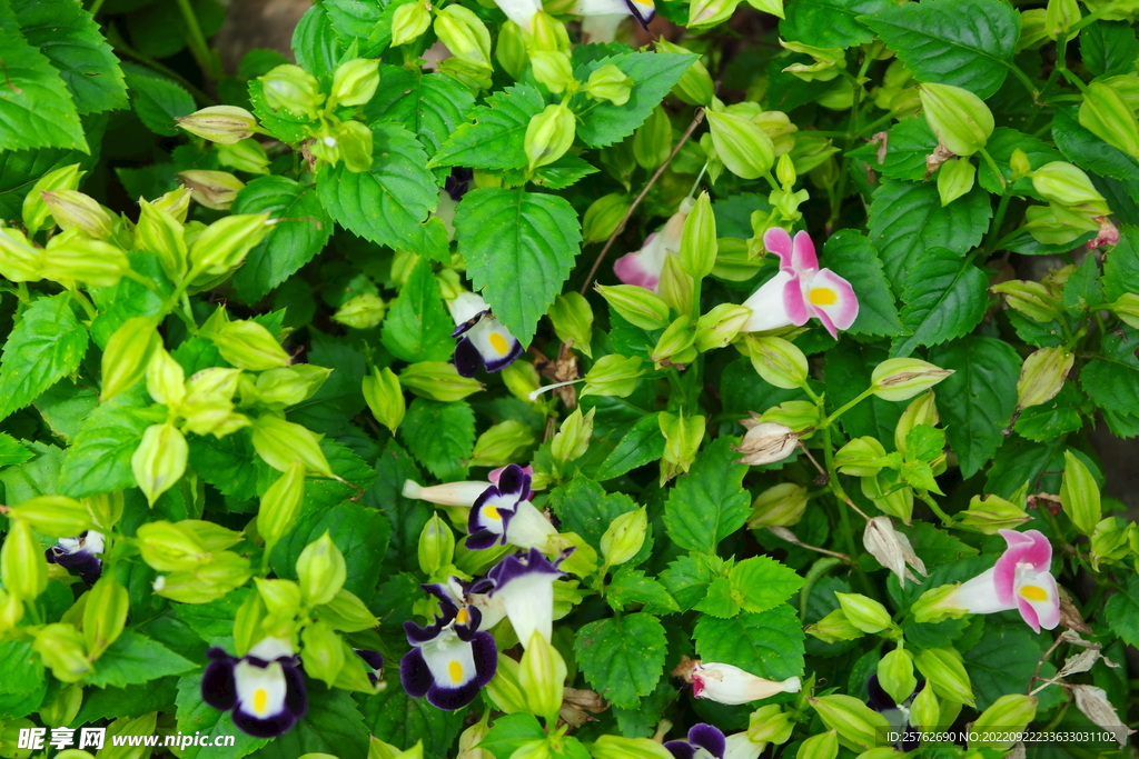 花朵花丛