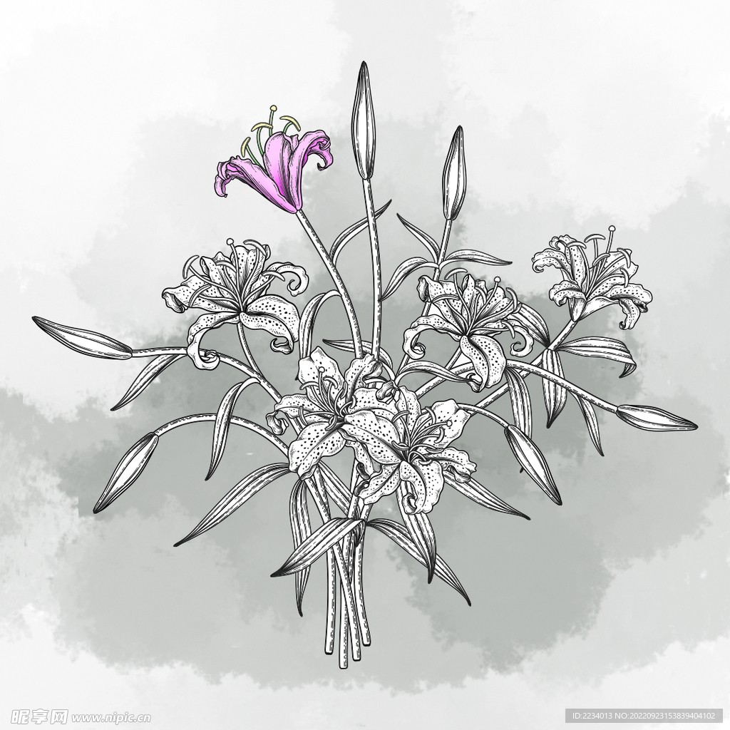 白描花卉着色