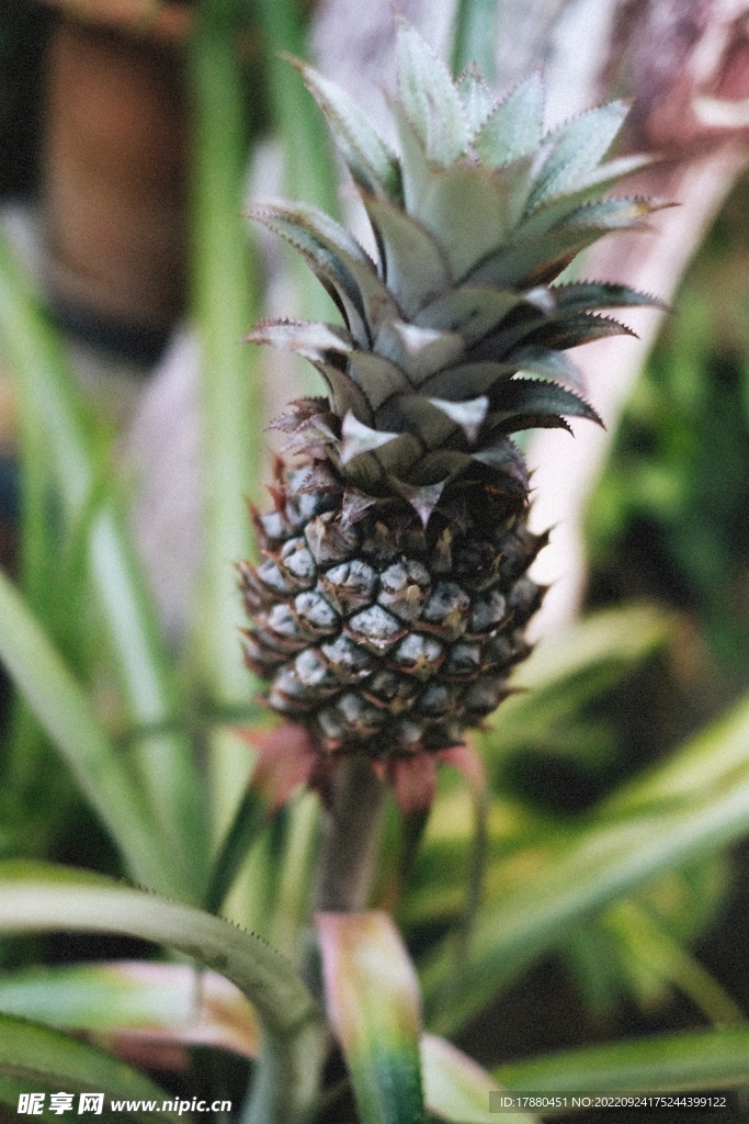 菠萝