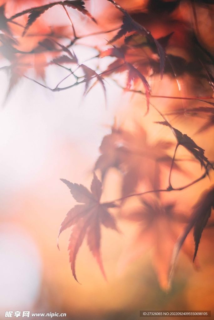 红枫系列 