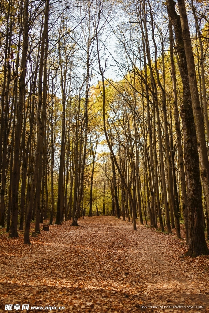 红枫系列 
