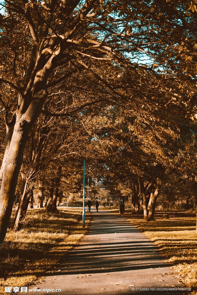 红枫系列 
