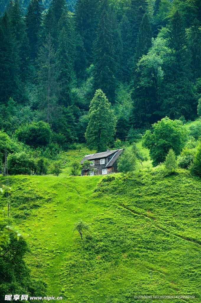森林系列 