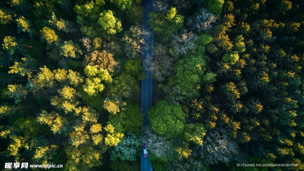 森林系列 