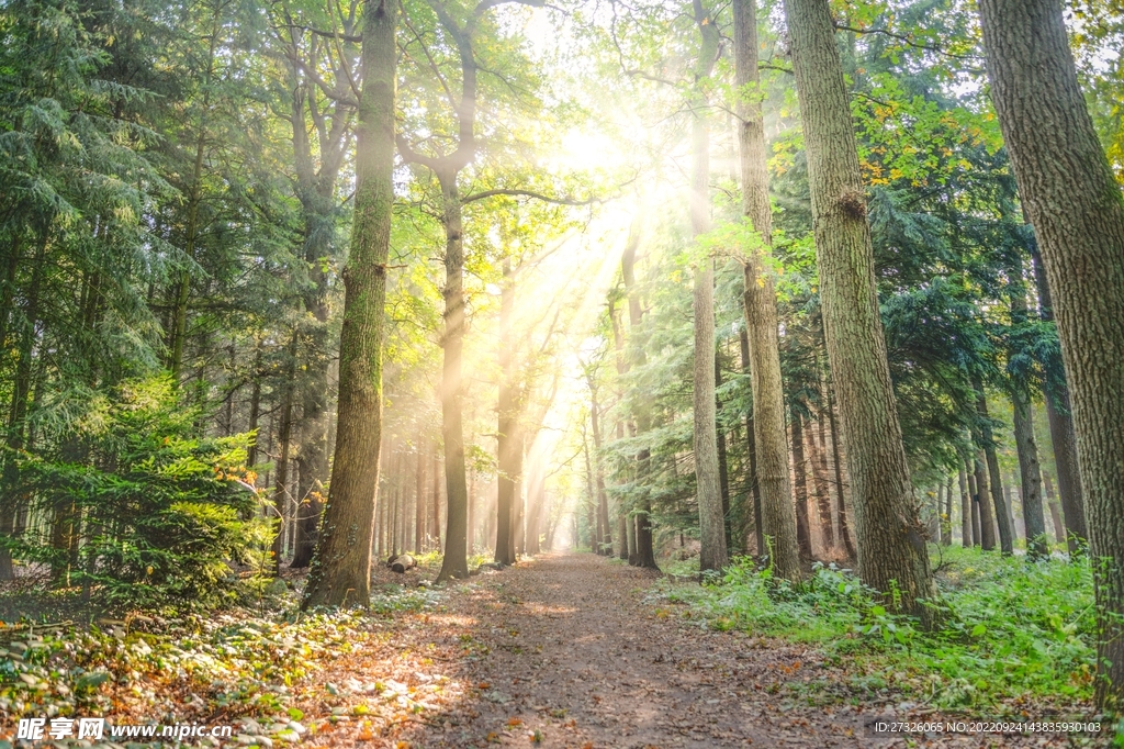 森林系列
