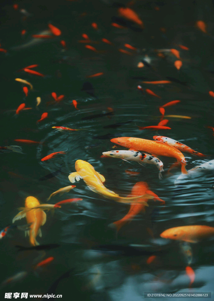 锦鲤摄影图