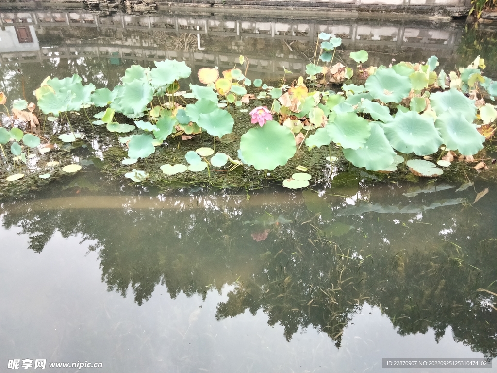 雨中残荷