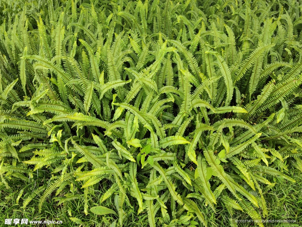 肾蕨