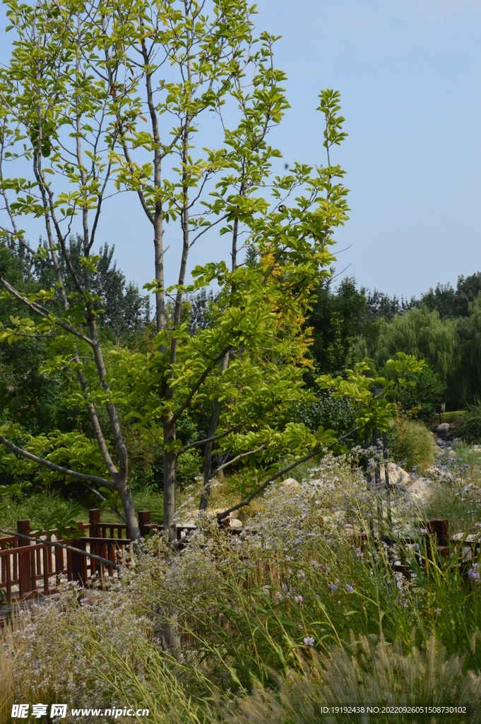 园林风景  