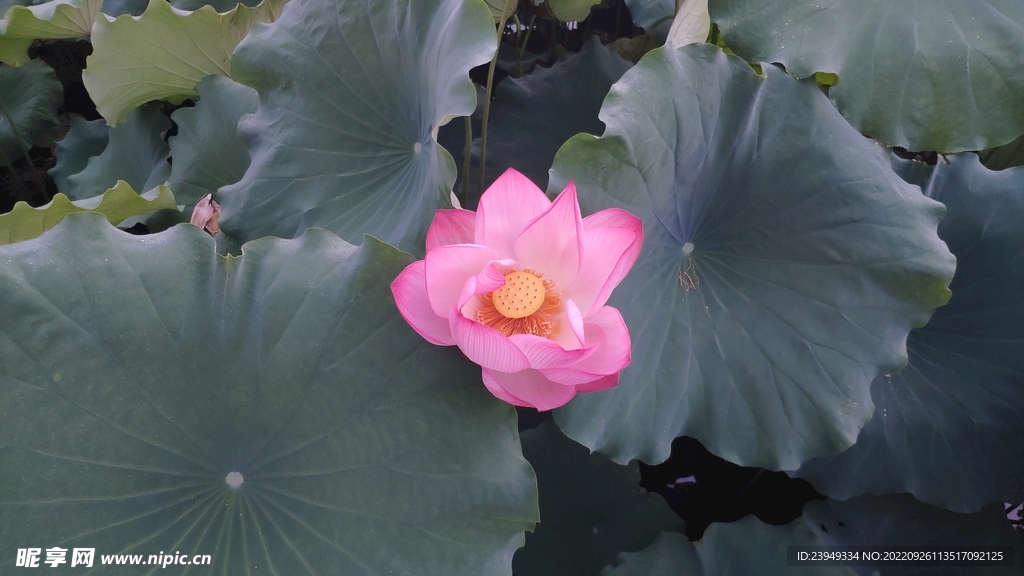 荷花