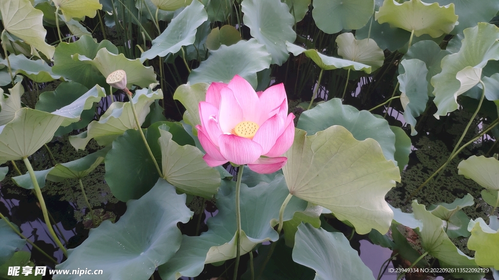 荷花