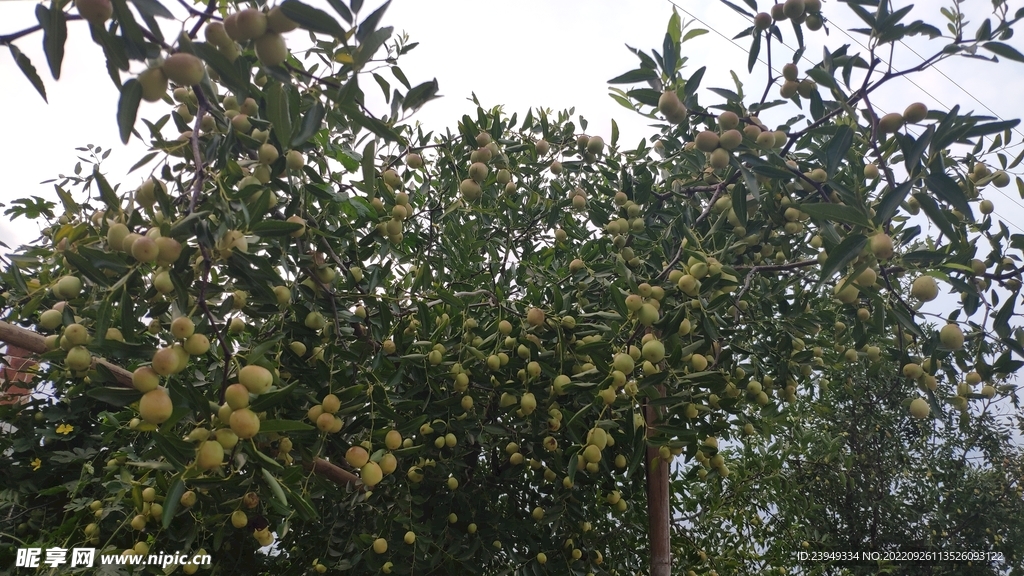 大枣