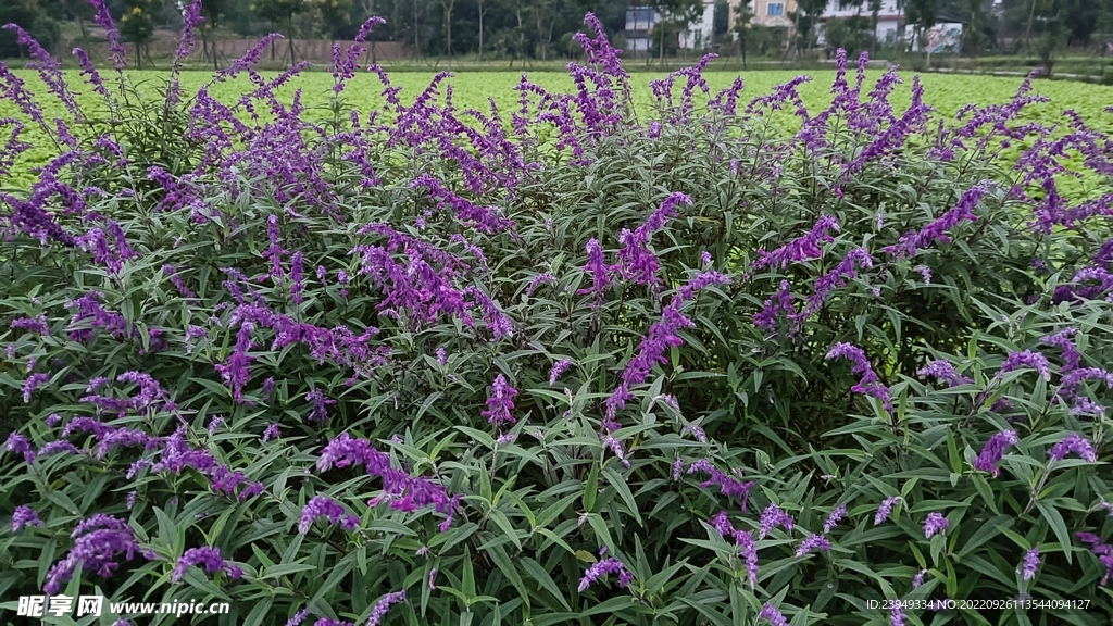 鼠尾草