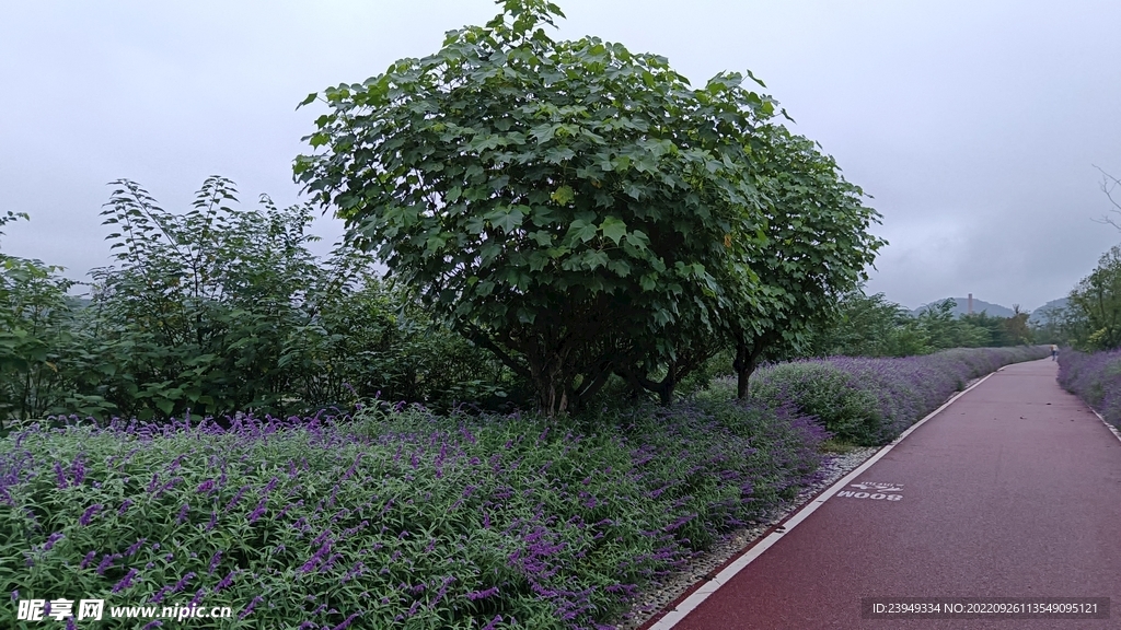 木芙蓉
