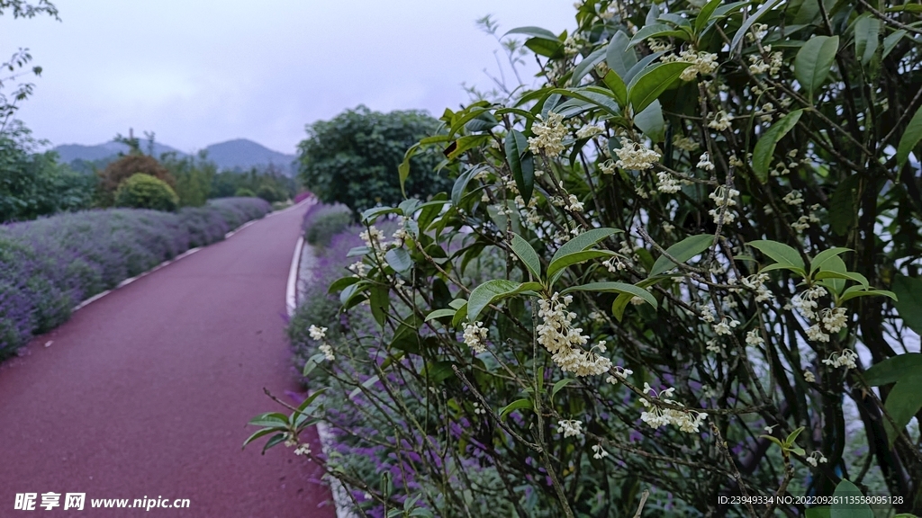 桂花