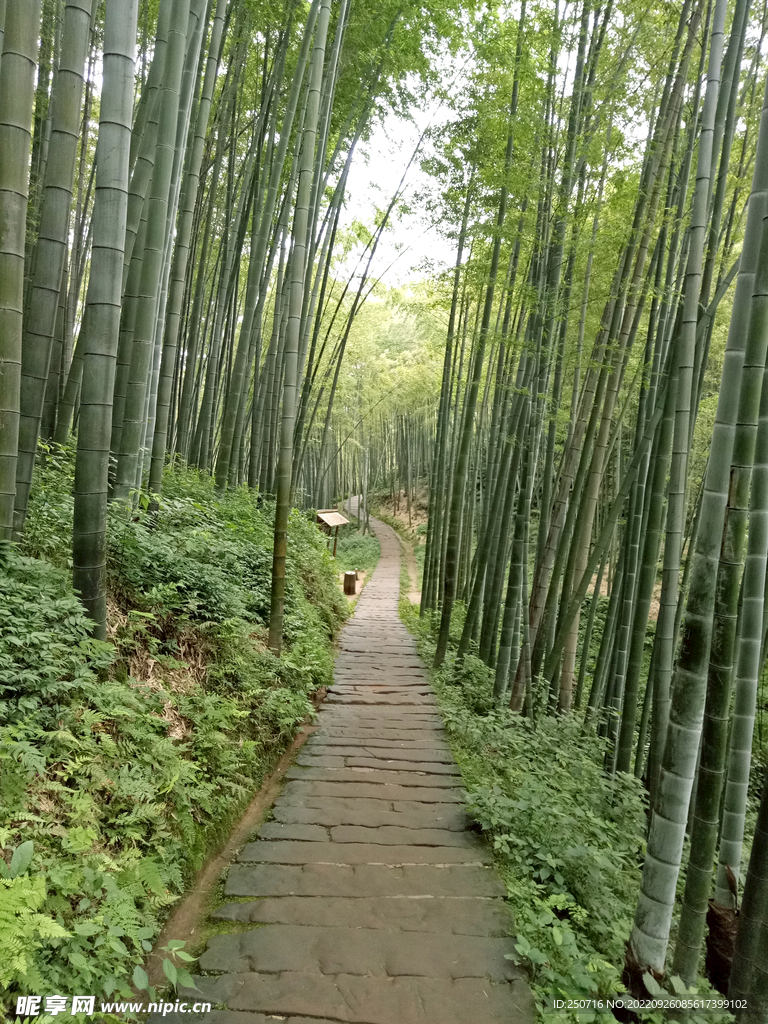 四川宜宾蜀南竹海