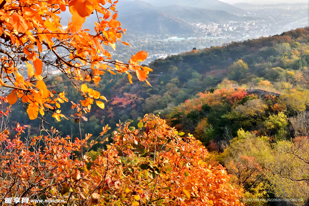 香山秋天