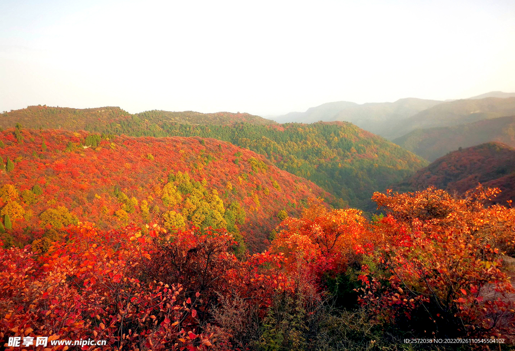 香山秋天