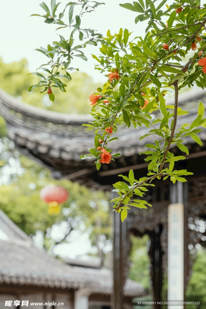 石榴树            