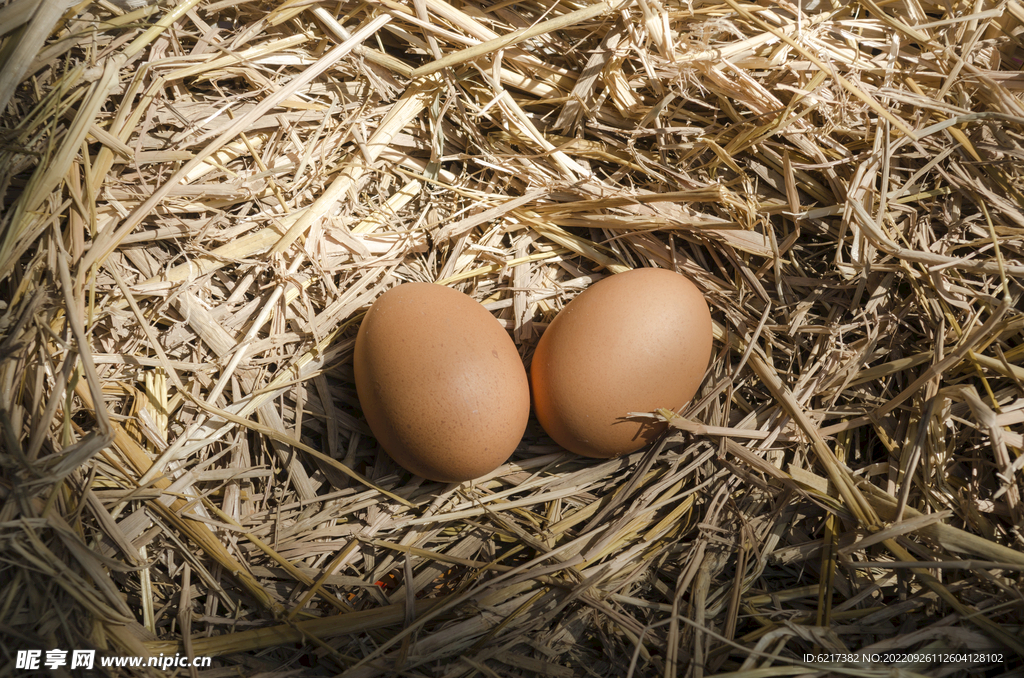 鸡蛋高清图