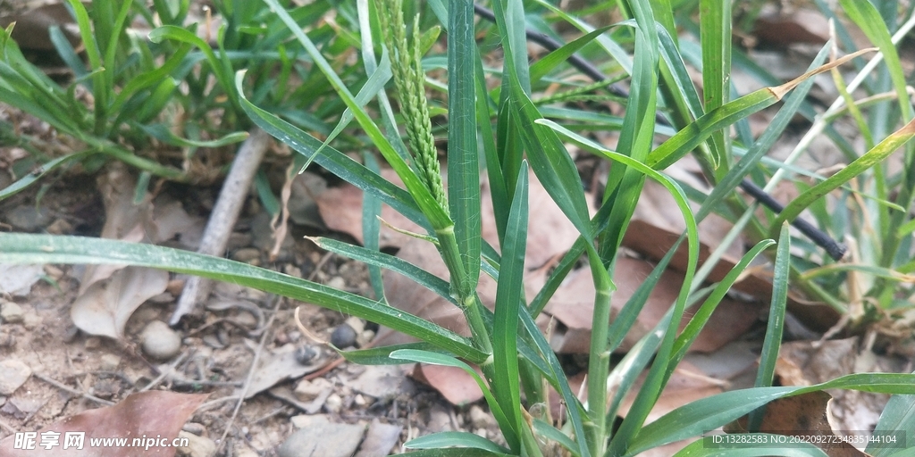 牛筋草