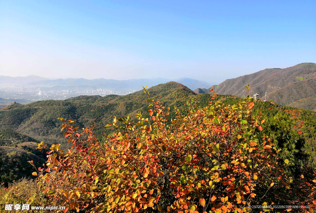 香山秋天