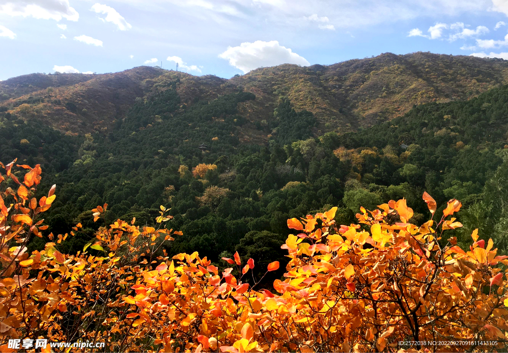 香山秋天