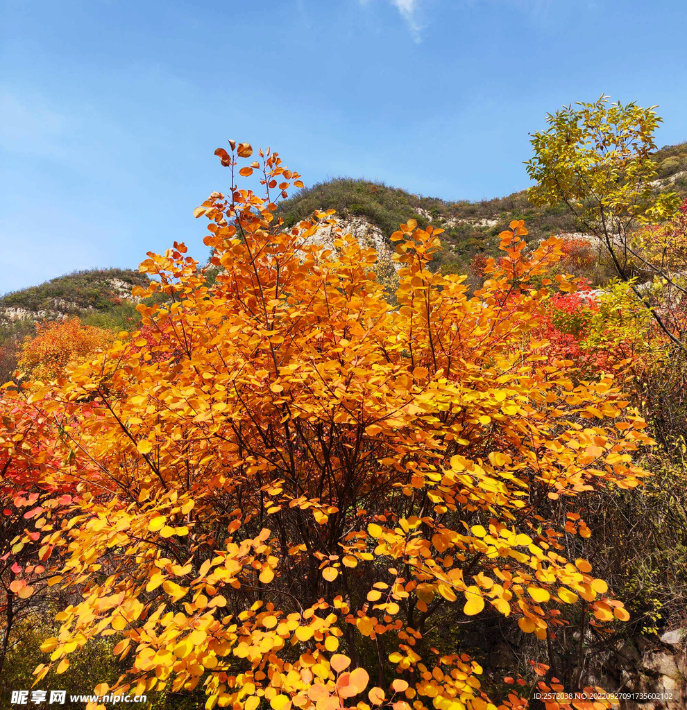 香山秋天