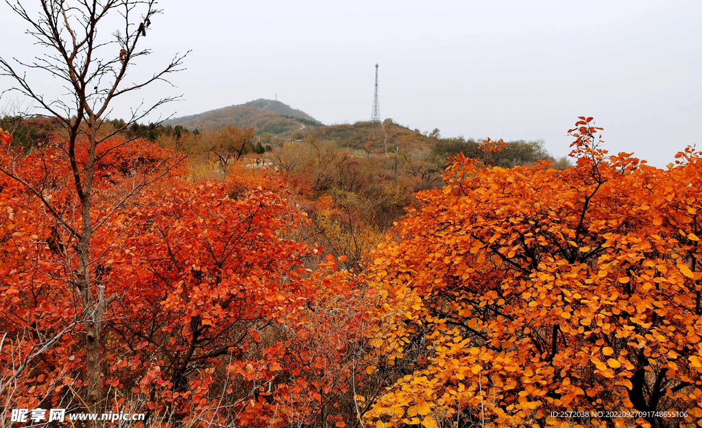 香山秋天