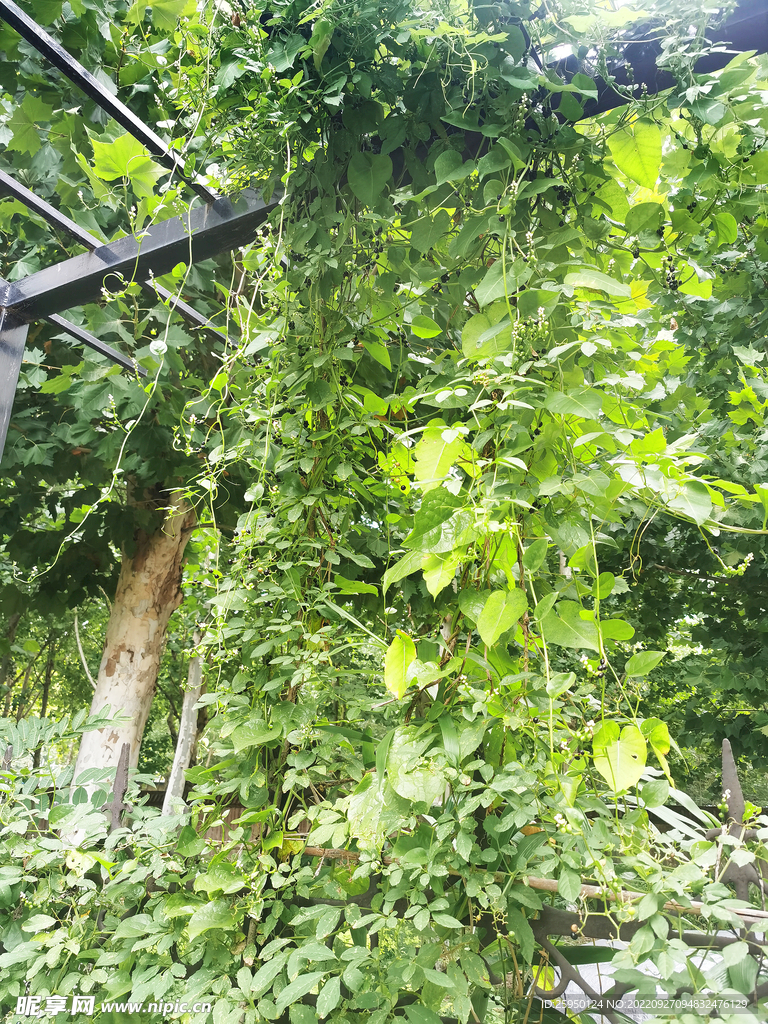 木耳菜