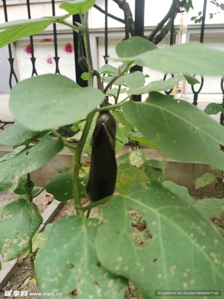 茄子