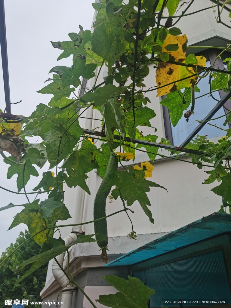 丝瓜花