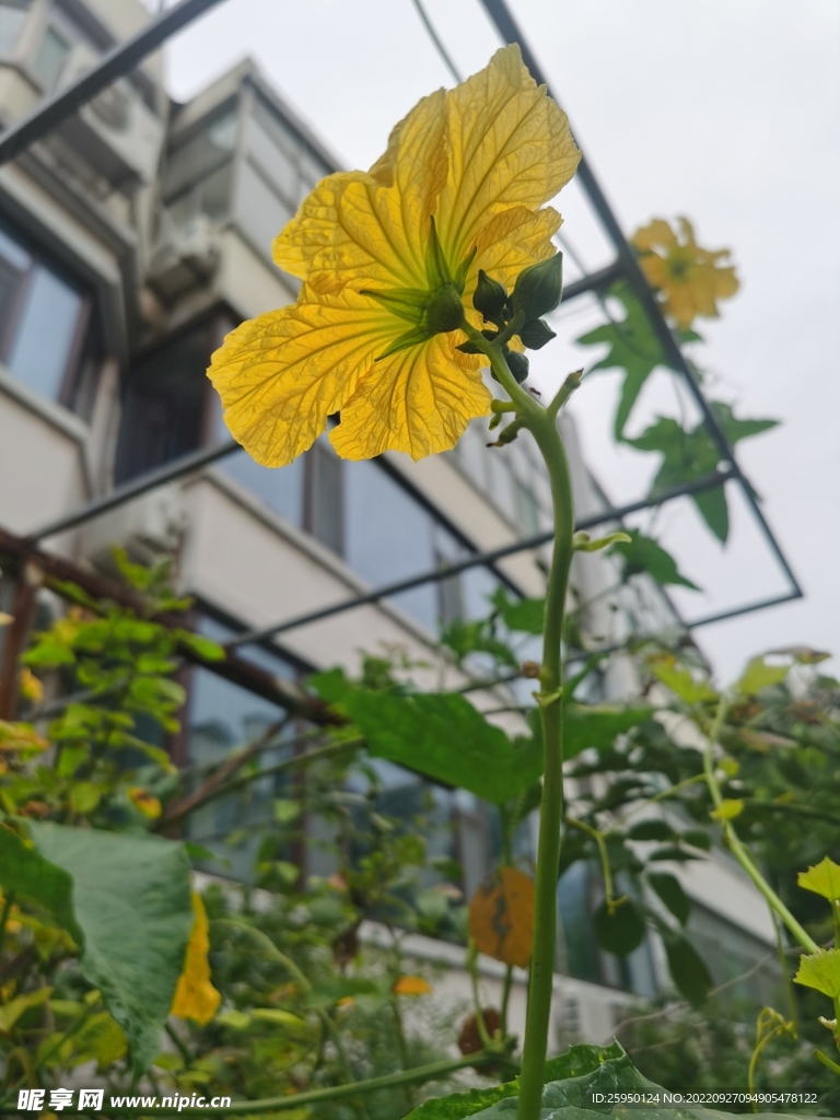 丝瓜花