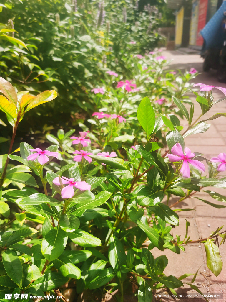 长春花