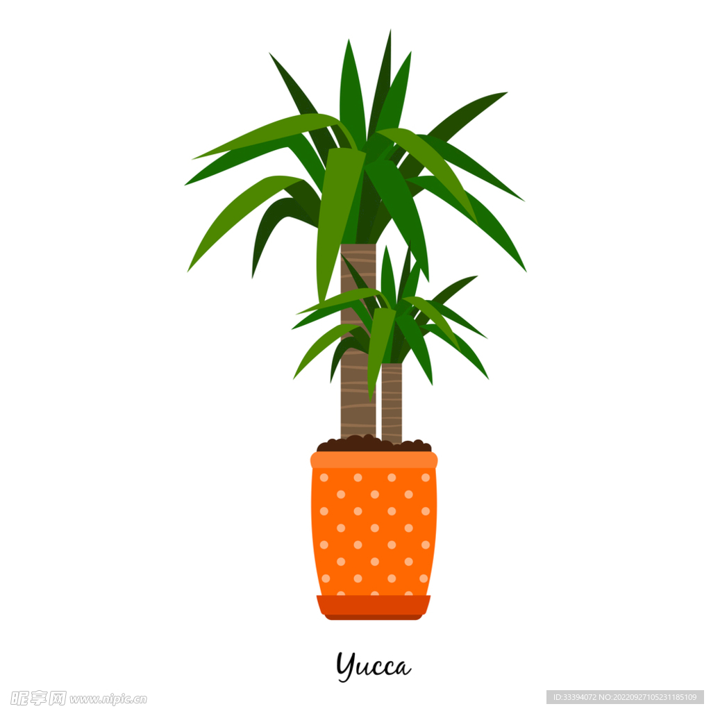丝兰绿植插画