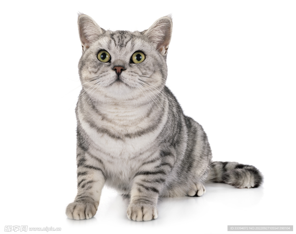 虎斑美短猫猫