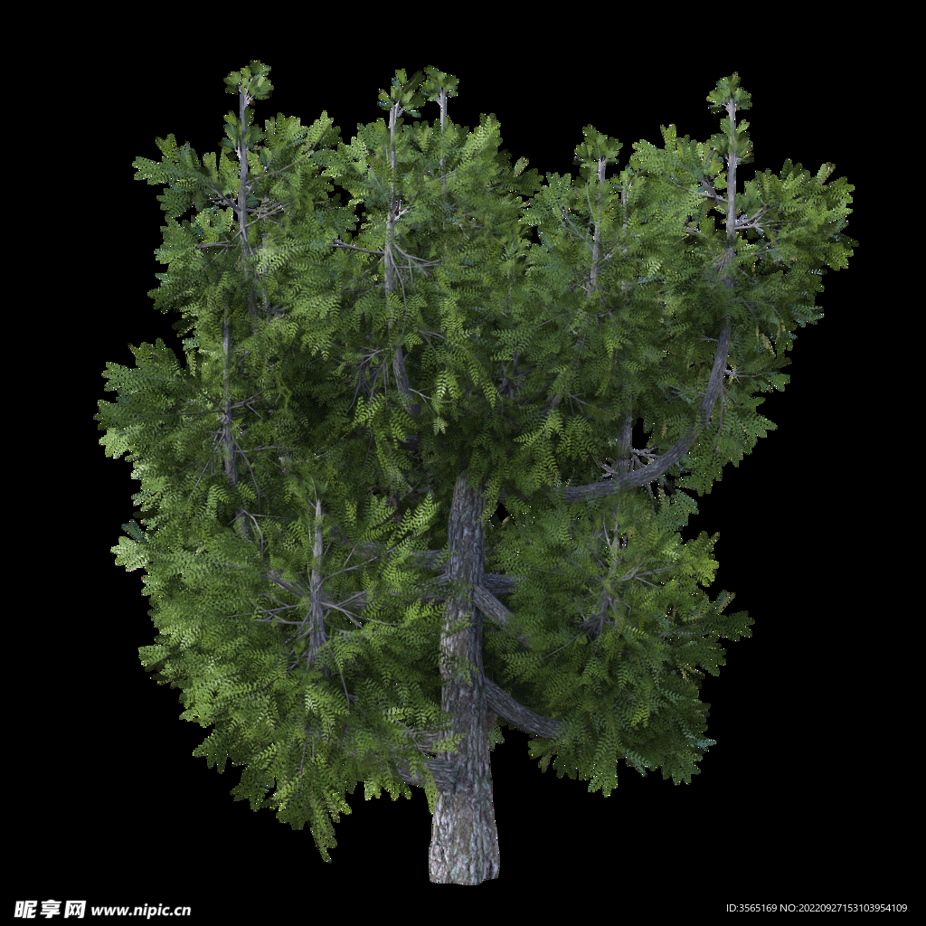 茂盛树木PSD透明背景素材