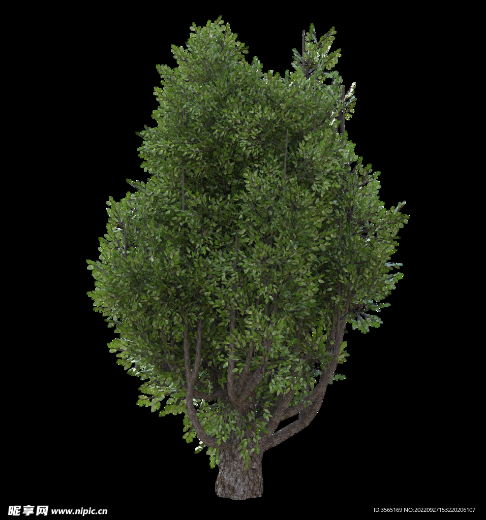 茂盛树木PSD透明背景素材