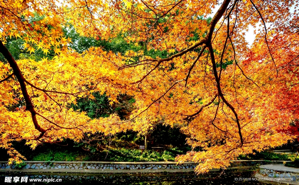 岳麓山秋天