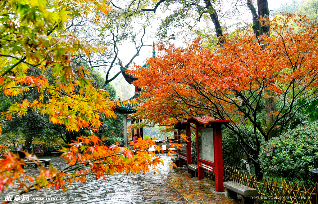 岳麓山秋天