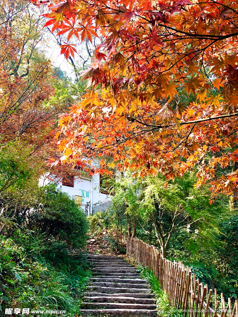 岳麓山秋天