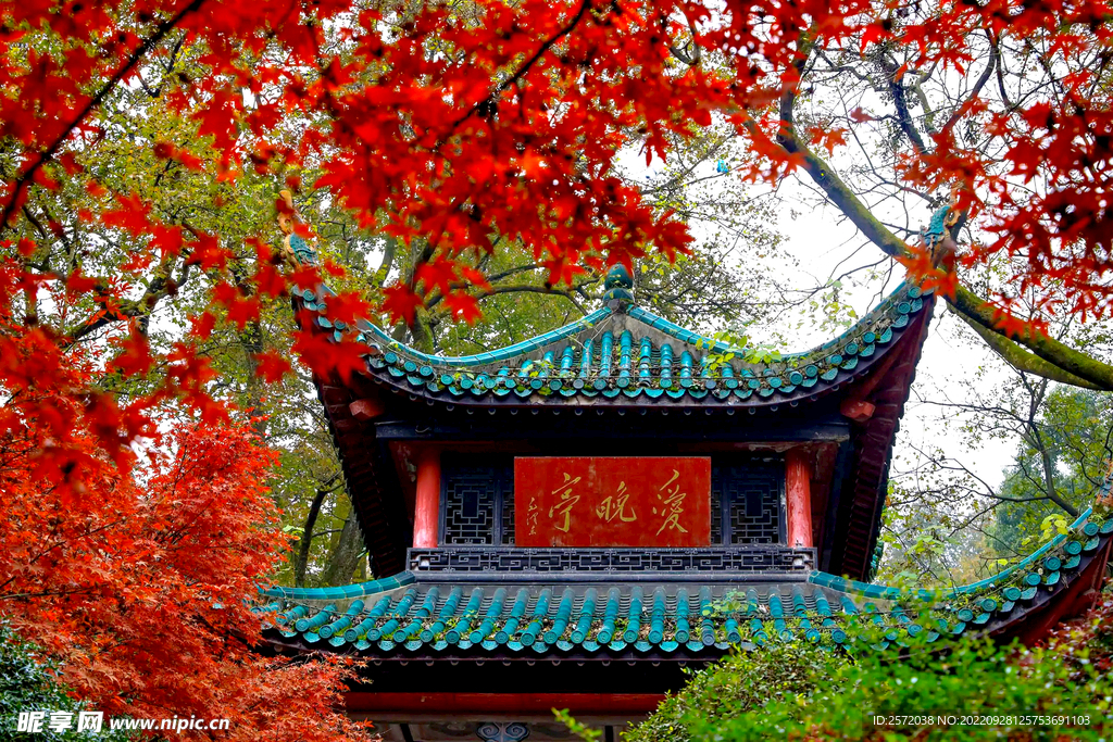 岳麓山秋天