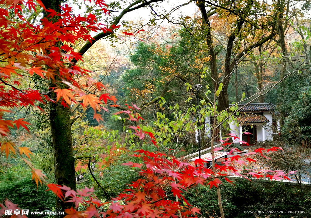 岳麓山秋天