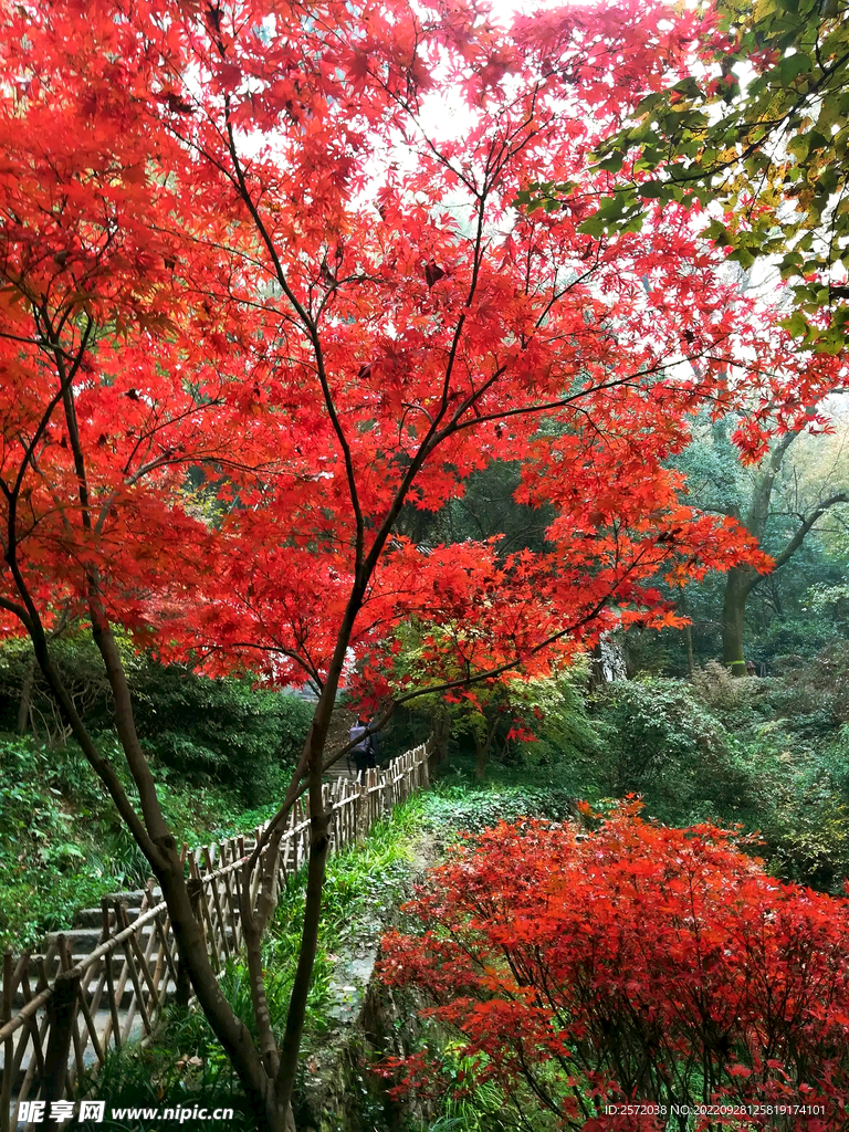 岳麓山秋天