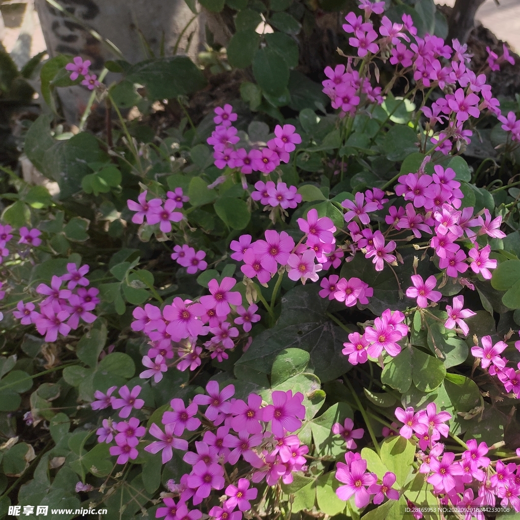 红花酢浆草 三四叶草