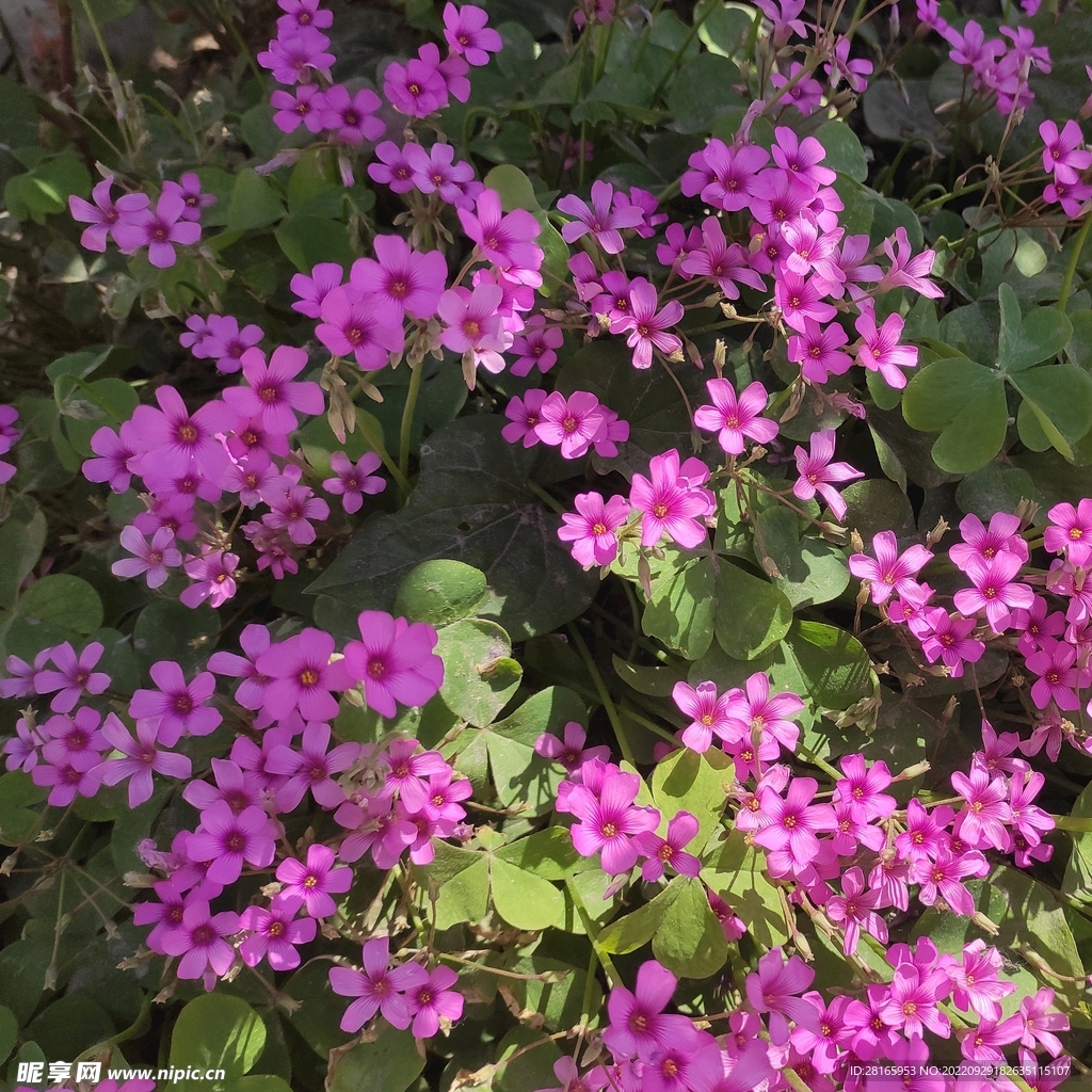 花卉 红花酢浆草 